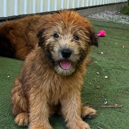 Lotis - Wheaten female Soft Coated Wheaten Terrier puppy in Nokomis, Illinois from Windhill Wheatens