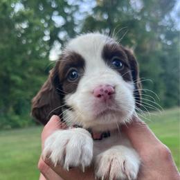 Pink collar - White and liver female English Springer Spaniel puppy in Sterling, Michigan from Springerdoodles In MI