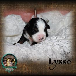 Lyses - Black tri female Toy Australian Shepherd puppy in Anson, Texas from Diamond Bar N Ranch