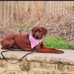 Rhodesian Ridgeback Puppies from Zambezi River Ridgebacks