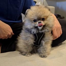 Girl 1 - female Pomeranian puppy in Chino, California from Teddy-Faced Teacup Pomeranians