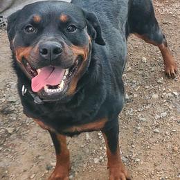 Ida - Rottweiler