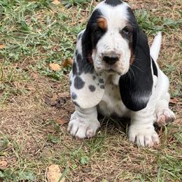 Yellow Collar Female - Black brown and white female Basset Hound puppy in Manchester, Tennessee from Middle TN Leopard Catahoulas and Middle TN Bassett Hounds