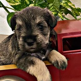 Miniature Schnauzers from Garrett Livestock & Schnauzers
