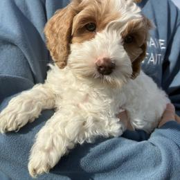 Sky - Red and white female Cockapoo puppy in Adrian, Oregon from ApplebyFarm