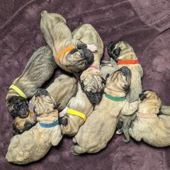 Kangal Puppies from Black Locust Katahdins