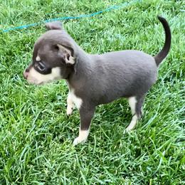Prague Ratter Puppies from North Star Gem’s Prague Ratters