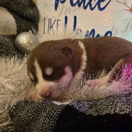 Suzuki - Red and white female Siberian Husky puppy in Bingham, Illinois from Siberian Instincts Kennel