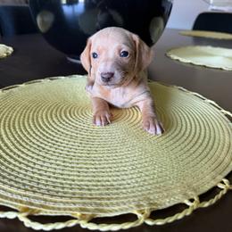 Shadow - Cream male Dachshund puppy in Agua Dulce, Texas from Sunny EP Weenies