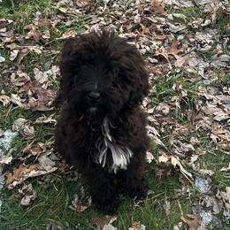 Champ - Black male Goldendoodle puppy in Centralia, Missouri from Oodles Of Doodles Mo.