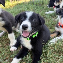 Bill - Lt Green - Black and white male Border Collie puppy in Shawnee, Oklahoma from Cross K Working Collies - Pure Bred Border Collies