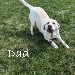 Gizmo - Labrador Retriever