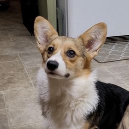 Sassy - Pembroke Welsh Corgi
