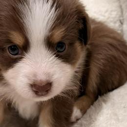 Miniature American Shepherds from Hundred Acre Wood Homestead Kennels