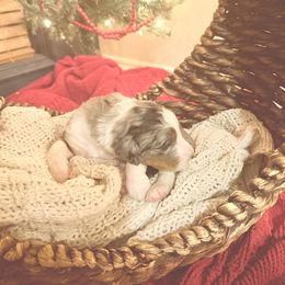 Hattie - Blue merle female Bernedoodle puppy in Tulsa, Oklahoma from Magnolia Blossom Bernedoodles
