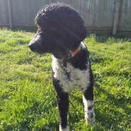 Bear - Poodle