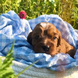 Beau - Red male Cavapoo puppy in Knoxville, Tennessee from Dukes Forever Doodles