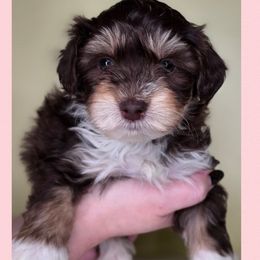 Boo - Tri-color female Bernedoodle puppy in Decatur, Tennessee from Diamond's Doodles