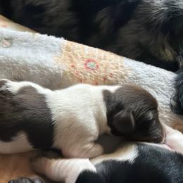 Boy 4 - Piebald male Dachshund puppy in Bowdon, Georgia from Doodle Bugs Doxies