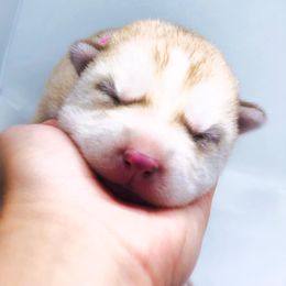 Siberian Husky Puppies from JST Siberians