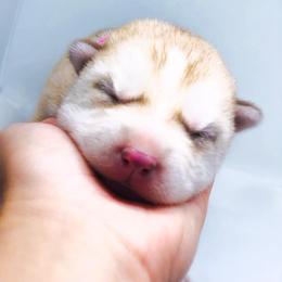 Siberian Husky Puppies from JST Siberians