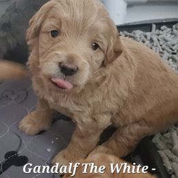 Aussiedoodle and Bernedoodle Puppies from Color Country Doodles