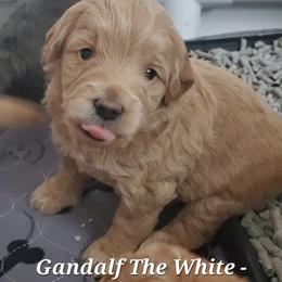 Aussiedoodle and Bernedoodle Puppies from Color Country Doodles