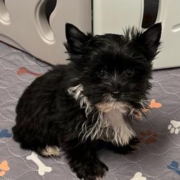 Henley - Black and tan male Yorkshire Terrier puppy in Lafayette, Georgia from Berggipfel Yorkies