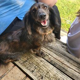 Dachshund All Grown Up from Ruff Patch Doxie Den