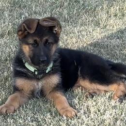 Twink and Sam - Green or Black Collar Girl - Black and red female German Shepherd puppy in Galt, California from At Redwood Runs