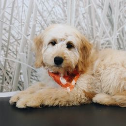 C-3PO - Apricot male Goldendoodle puppy in Highland, Utah from Alpine Angel Puppies