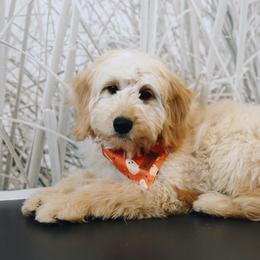 C-3PO - Apricot male Goldendoodle puppy in Highland, Utah from Alpine Angel Puppies