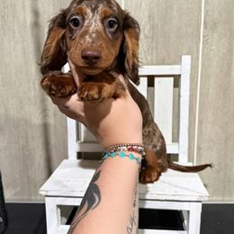 Gilmore - Dapple male Dachshund puppy in Maidsville, West Virginia from L&B Lowriders