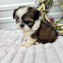 ALisha - Black gold and white female Shih Tzu puppy in Elgin, South Carolina from Silver Bells Paw Prints