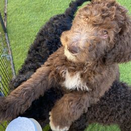 Goldendoodle Puppies from Sugarspicedoodles