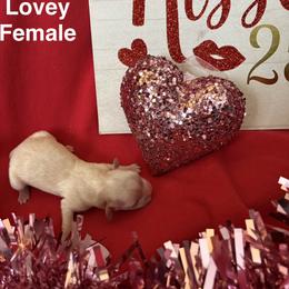 Lovey - Cream and white female Shih Tzu puppy in Mattoon, Illinois from Jenkins Tzu and Poo’s