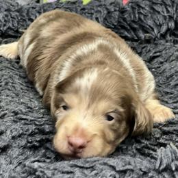 Rolly - Chocolate and cream male Dachshund puppy in Oklahoma City, Oklahoma from OkieDoxieland Dachshunds