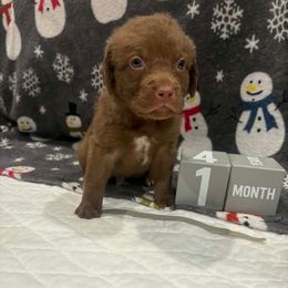 Gray Dot - Brown male Chesapeake Bay Retriever puppy in Wisconsin Dells, Wisconsin from Kilbourn Chesapeakes
