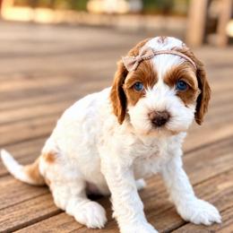 Winnie - Red and white female Cockapoo puppy in Santa Barbara, California from K+C Doodles
