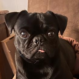 Axe - Pug