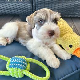 George - Parti male Miniature Schnauzer puppy in Canyon Lake, Texas from Chambers Schnauzers