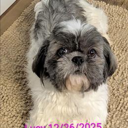 Lucy - Shih Tzu