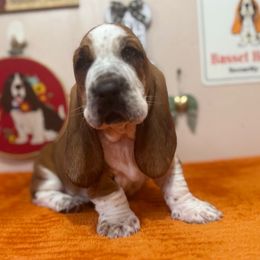 Yota - Mahogany and white male Basset Hound puppy in Pilot Mtn, North Carolina from Lowdown Love Basset Hounds