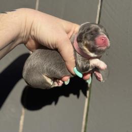 Coral (pink) - Blue female Pembroke Welsh Corgi puppy in East Oakdale, California from Rhettro Kennels