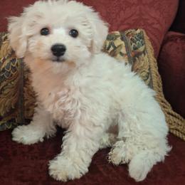 Polly - White female Bichon Frise puppy in Wesley Chapel, Florida from Adorable Bichon