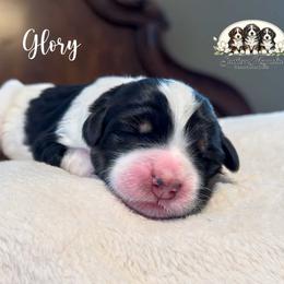 Glory - Tri-color female Bernedoodle puppy in Spartanburg, South Carolina from Southern Magnolia Bernedoodles