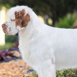 Clumber Spaniels from Redbud Clumbers