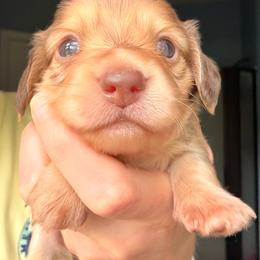 Medium Roast - Cream female Dachshund puppy in Coldwater, Mississippi from Under the Stars Minis
