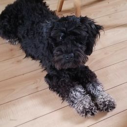Miniature Schnauzer All Grown Up from Schnauzers Northwest