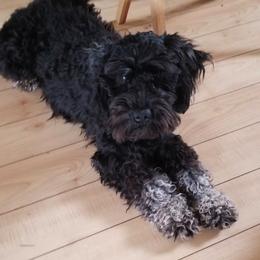 Miniature Schnauzer All Grown Up from Schnauzers Northwest